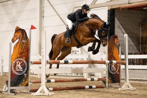 Trainen, uitbrengen op wedstrijd of zadelmak maken, Dieren en Toebehoren, Paarden