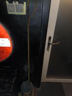 Bodemvonst bajonet, Verzamelen, Ophalen