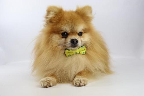 Pomeranians - Belgisch fokker van Pomeriaantjes, Dieren en Toebehoren, Honden | Poolhonden, Keeshonden en Oertypen, Meerdere dieren