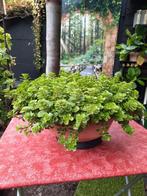 Vetplant in pot, Tuin en Terras, Ophalen, In pot