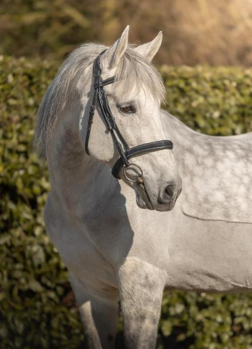 Hongre PRE espagnol, Dieren en Toebehoren, Stalling en Weidegang