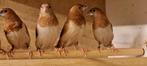 Japanse Meeuwen, Dieren en Toebehoren