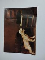 Een print met een hond die blaf op een kat die op de stoel l, Ophalen