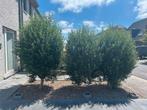 2 olijfbomen, Tuin en Terras, Planten | Bomen, Ophalen