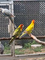 Rosella parkieten, Dieren en Toebehoren, Vogels | Parkieten en Papegaaien