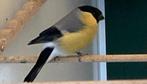 Gele goudvinken split satinet van 2025, Dieren en Toebehoren, Vogels | Overige Vogels, Mannelijk, Wildzangvogel, Geringd