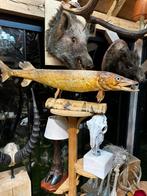 Taxidermie vis snoek, Ophalen of Verzenden