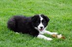 australian shepherd pups geboren op boerderij, Dieren en Toebehoren, Honden | Herdershonden en Veedrijvers, CDV (hondenziekte)