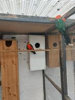 Te Koop,koningsparkiet man jaar 2024, Dieren en Toebehoren, Vogels | Parkieten en Papegaaien