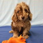 Supermooi Poedel x Teckel mix pups!, 15 weken tot 1 jaar, Buitenland, CDV (hondenziekte), Meerdere