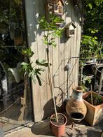 Verschillende vijgenbomen, Tuin en Terras, Ophalen