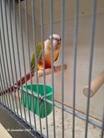 Pyrrhura split lutino, Dieren en Toebehoren, Mannelijk, Parkiet, Geringd