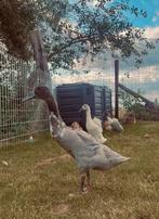 Grijs-witte loopeend, Dieren en Toebehoren, Pluimvee, Mannelijk, Eend