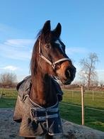 Kwpner 24jaar, Animaux & Accessoires, Chevaux, Hongre, M