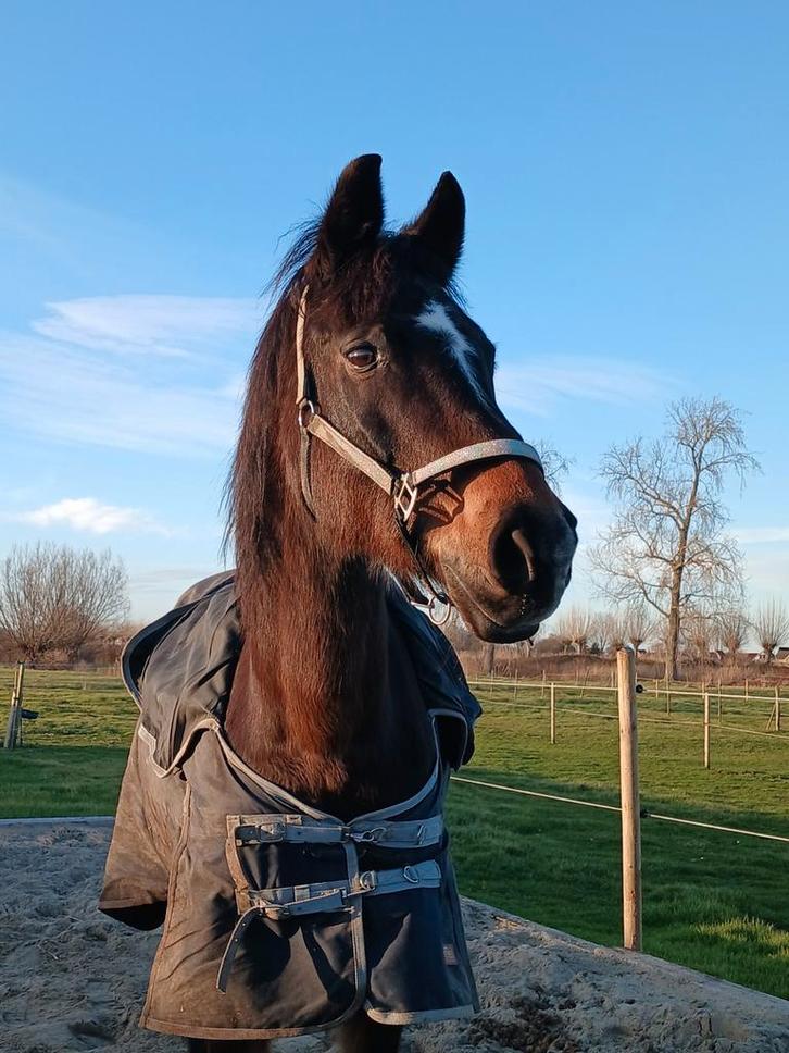 Kwpner 24jaar, Animaux & Accessoires, Chevaux, Hongre, M