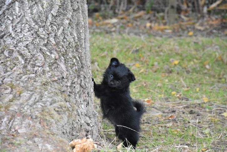 Prachtig zwart Pomchi teefje, Dieren en Toebehoren, Honden | Niet-rashonden, Klein, Teef, Fokker | Professioneel, Meerdere, België