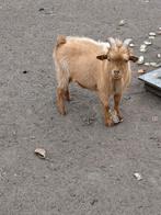 Dekbokken dwergbokken, Dieren en Toebehoren, Schapen, Geiten en Varkens