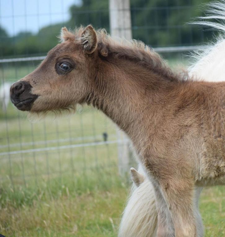 AMHA/NMPRS jaarling merrietje, Animaux & Accessoires, Poneys, Jument, Avec pedigree, Avec puce électronique, Vermifugé