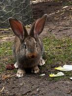 Vlaamse reuzen, Meerdere dieren, Groot, 0 tot 2 jaar