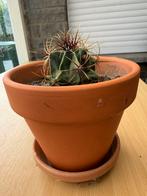Gratis cactus, Tuin en Terras, Ophalen, Gebruikt