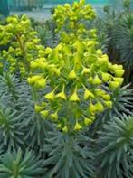 Euphorbia Wulfenii, Tuin en Terras, Planten | Tuinplanten, Ophalen