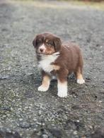 Chiots de berger australiens doux et sociaux à vendre, Plusieurs, Parvovirose, Belgique, Berger