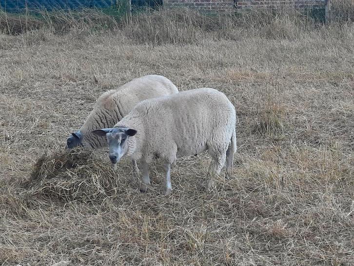 Lammeren te koop, Dieren en Toebehoren, Schapen, Geiten en Varkens