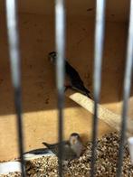 Bourkesparkiet, Dieren en Toebehoren, Vogels | Parkieten en Papegaaien, Parkiet