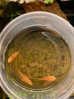 3 Longfin Albino Ancistrus 3-4 cm, Vis, Zoetwatervis, Schoolvis