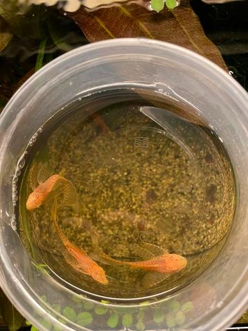 3 Longfin Albino Ancistrus 3-4 cm disponible aux enchères