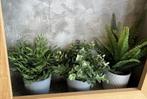 Diverse bloempotjes met sierplanten, Tuin en Terras, Bloempotten, Ophalen, Nieuw, Aardewerk
