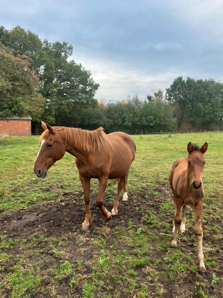 Fokmerrie jumpy des fontaines x nabab de reve, Dieren en Toebehoren, Paarden, Merrie, Onbeleerd, 170 tot 175 cm, 11 jaar of ouder