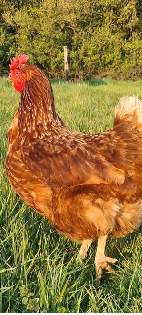 Bruine legkip kuikens, Dieren en Toebehoren, Pluimvee