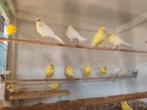 Kanaries 2025, Dieren en Toebehoren, Vogels | Kanaries