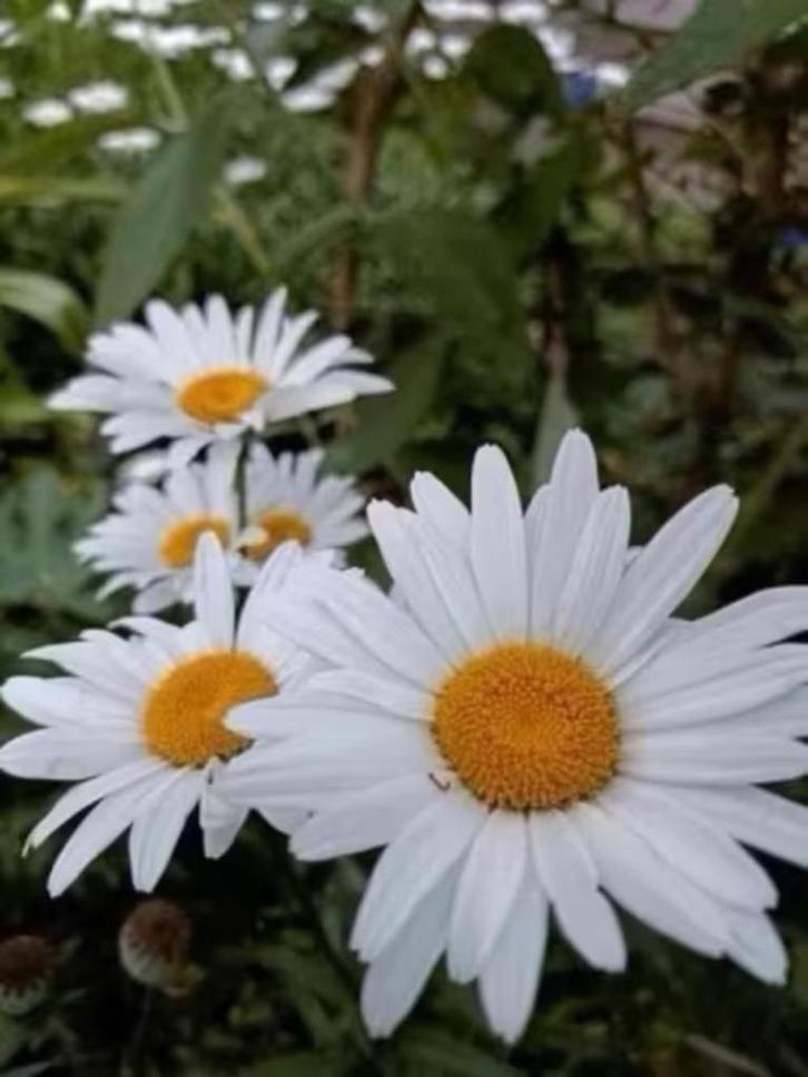 Boeremargrieten , potjes vanaf 1 euro, nu planten !!, Tuin en Terras, Planten | Tuinplanten, Vaste plant, Overige soorten, Volle zon