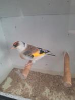 Mooie bonte putter pop, Dieren en Toebehoren