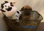 Boerboel pups, Particulier, Autres races, Belgique, 8 à 15 semaines