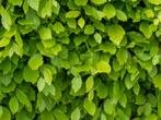 Hêtre vert (Fagus sylvatica)