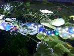 plantes aquarium, Ophalen, Nieuw, Plant(en), Steen of Hout