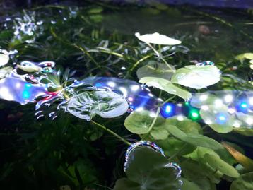 plantes aquarium beschikbaar voor biedingen