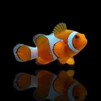 Nemo (geen nakweek), Animaux & Accessoires, Poissons | Poissons d'aquarium, Poisson, Poisson de mer, Banc de poissons