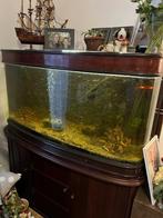 Aquarium d'occasion a vendre, Enlèvement, Utilisé, Aquarium d'eau douce rempli