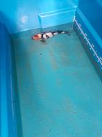 Japanse koi, Dieren en Toebehoren, Karper of Koi