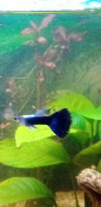 Baby visjes guppy's,  metallic blue, Dieren en Toebehoren, Vis, Zoetwatervis