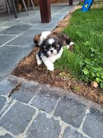 Shih tzu pups, België, CDV (hondenziekte), 8 tot 15 weken, Meerdere