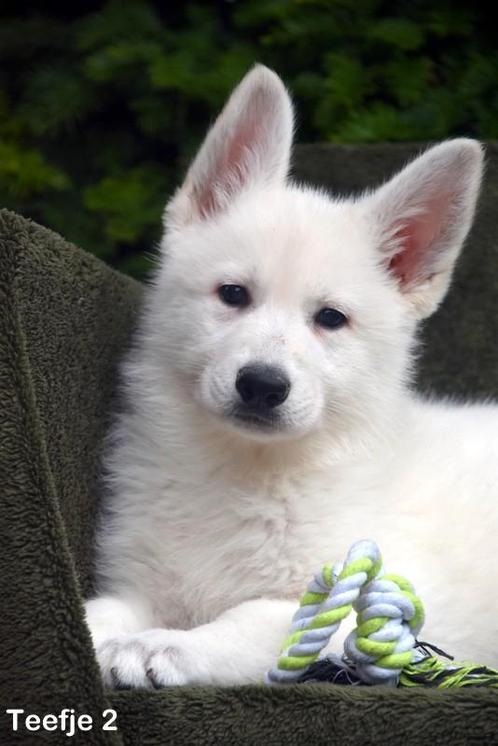 Prachtige Zwitserse Witte Herder pups, Dieren en Toebehoren, Honden | Herdershonden en Veedrijvers, Meerdere dieren, Herder, Fokker | Professioneel