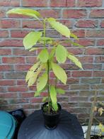 Jeune avocatier, Ophalen, Overige soorten, In pot, Halfschaduw