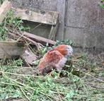 Wyandotte  haan groothoender  2025, Dieren en Toebehoren