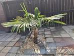 Palmboom, Tuin en Terras, Ophalen