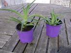2 x aloe vera, Huis en Inrichting, Groene kamerplant, Ophalen of Verzenden, In pot, Minder dan 100 cm